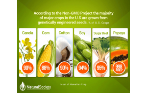 12 LOẠI THỰC PHẨM GMO BẠN NÊN TRÁNH