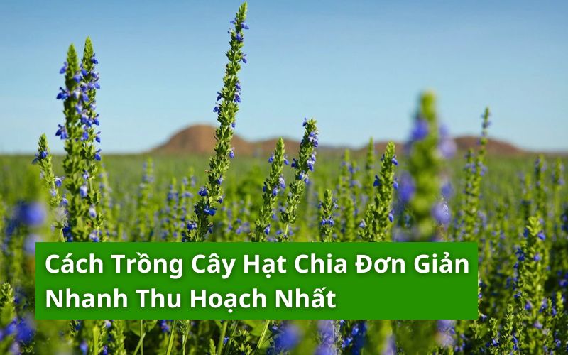 cách trồng cây hạt chia