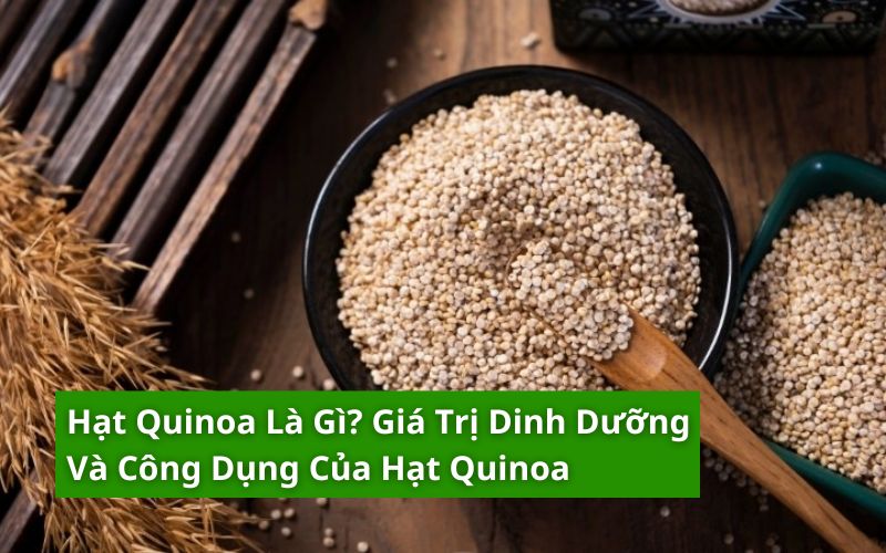 hạt quinoa