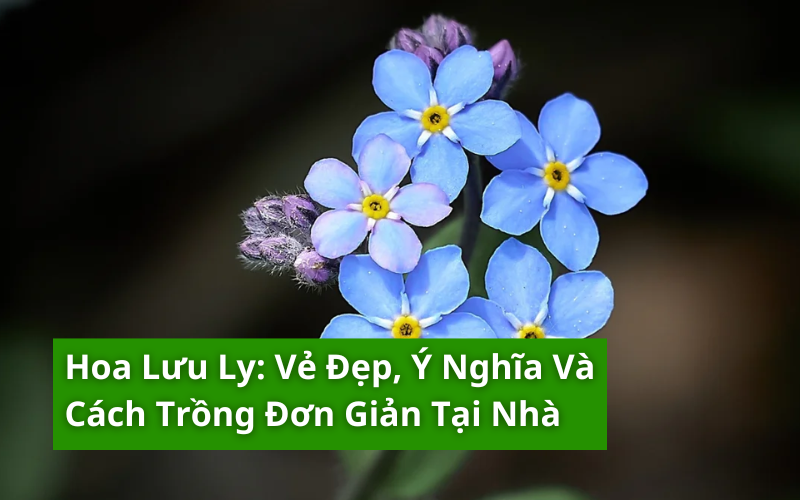 hoa lưu ly