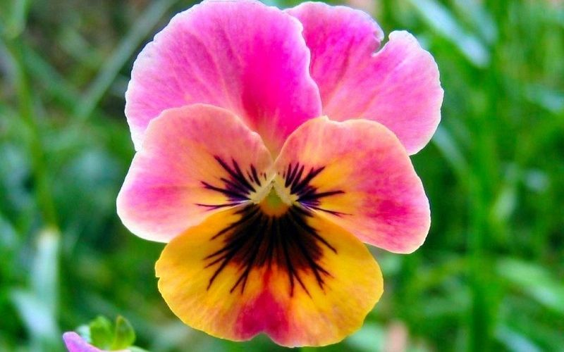 Ý nghĩa của hoa Pansy