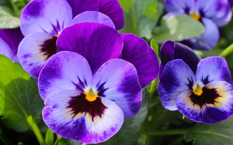 Giới thiệu về hoa Pansy