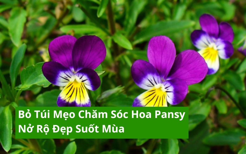 hoa pansy