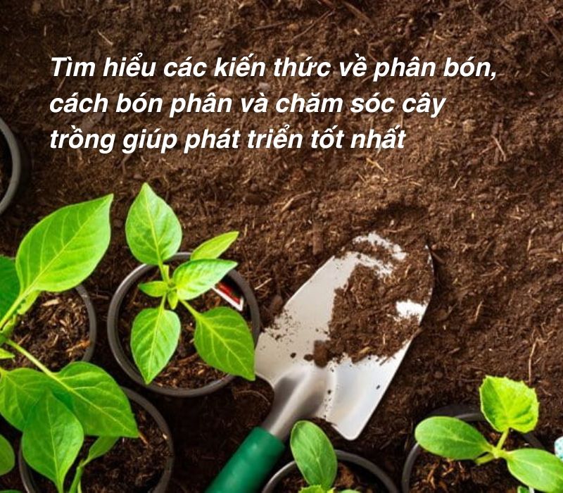 kiến thức phân bón