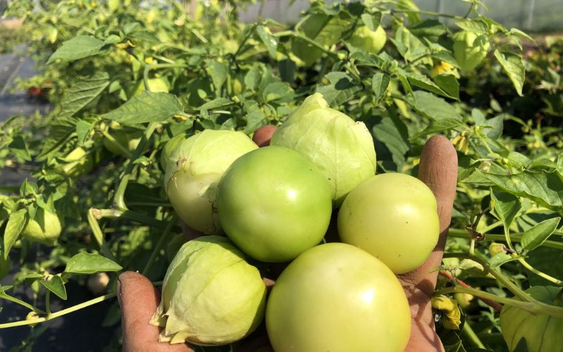 Cách trồng tomatillo