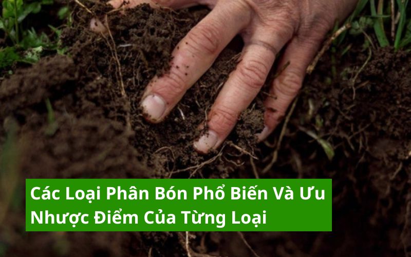 các loại phân bón