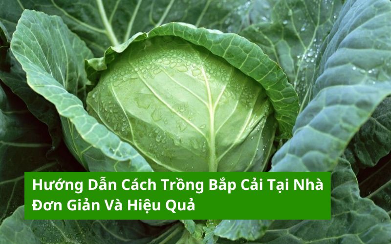 cách trồng bắp cải