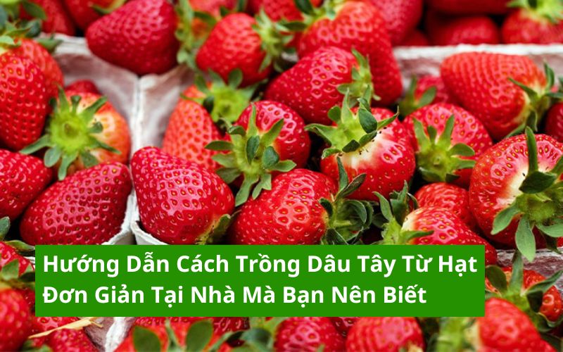 cách trồng dâu tây từ hạt