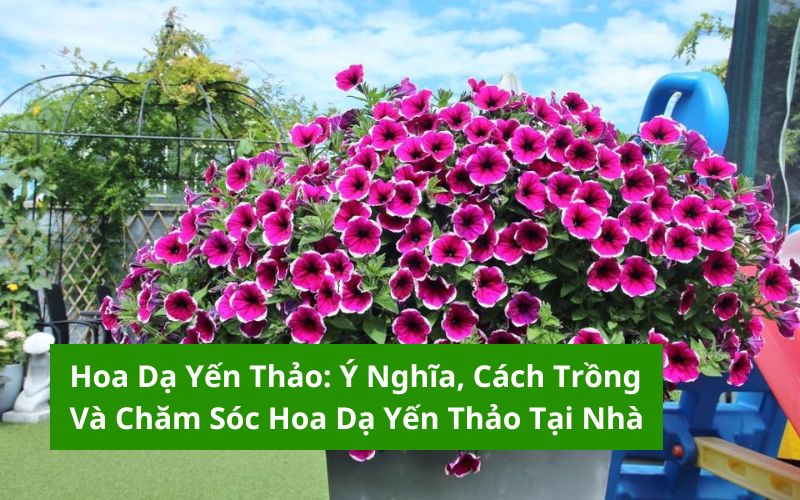 cách trồng hoa dạ yến thảo