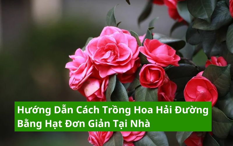 cách trồng hoa hải đường bằng hạt