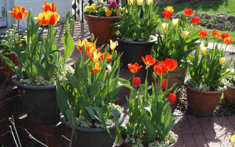 Mẹo chăm sóc hoa tulip nở đẹp