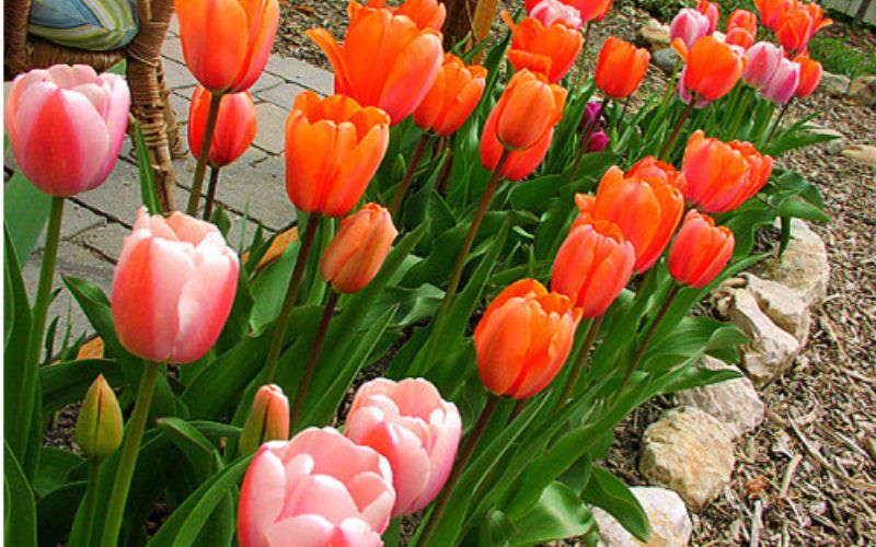 Lưu ý khi trồng hoa tulip