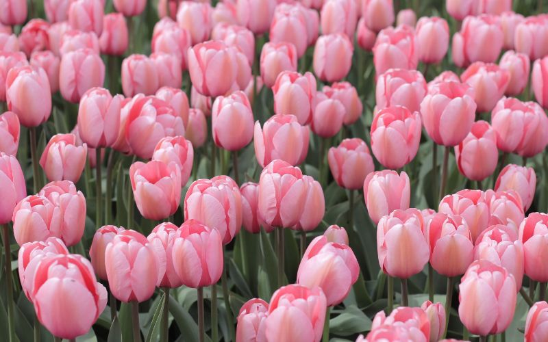 Giới thiệu về hoa tulip