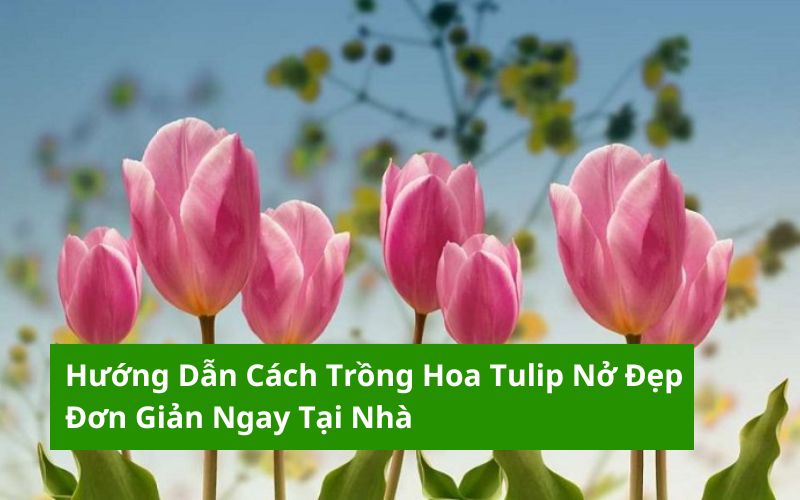 cách trồng hoa tulip