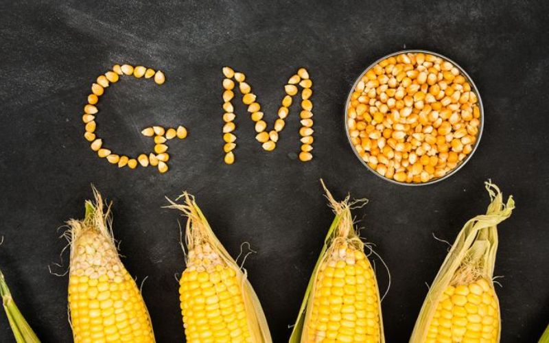 Các sản phẩm GMO phổ biến