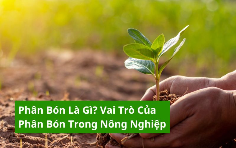 phân bón là gì