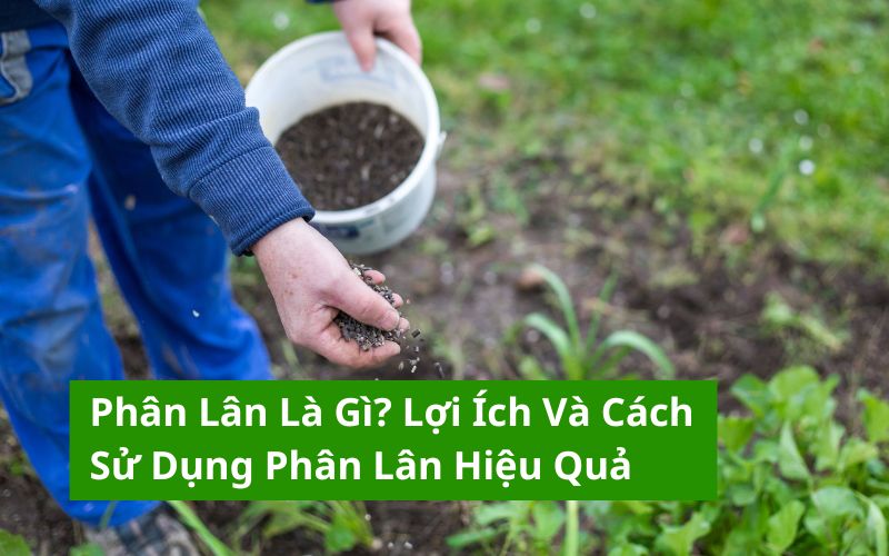 phân lân là gì