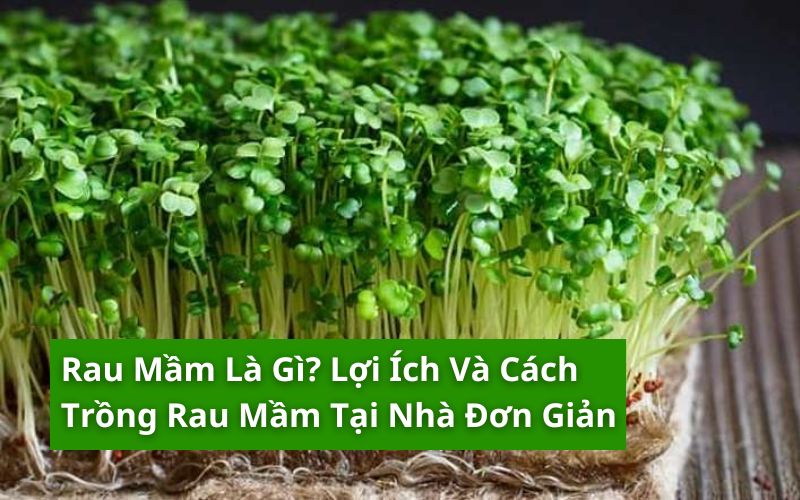 rau mầm là gì