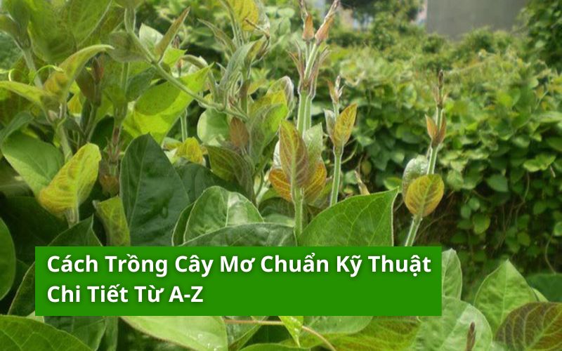 cách trồng cây mơ