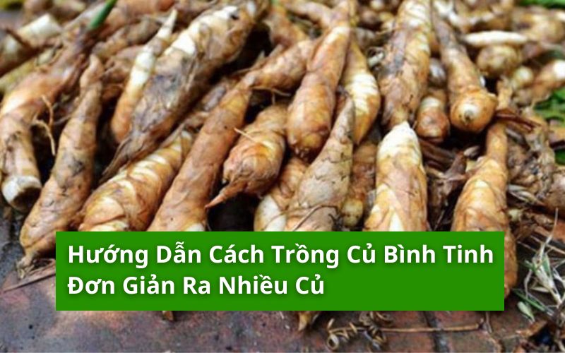 cách trồng củ bình tinh