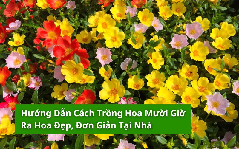 cách trồng hoa mười giờ