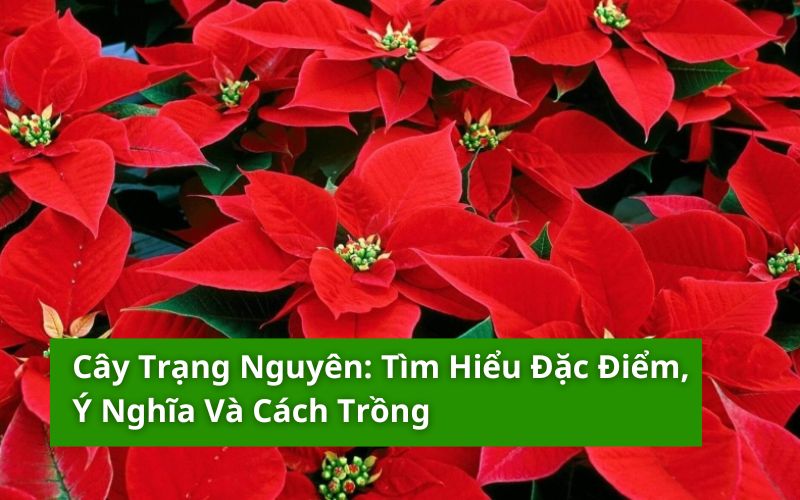 cây trạng nguyên