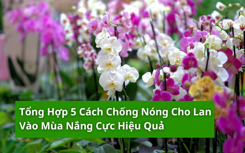 chống nóng cho lan