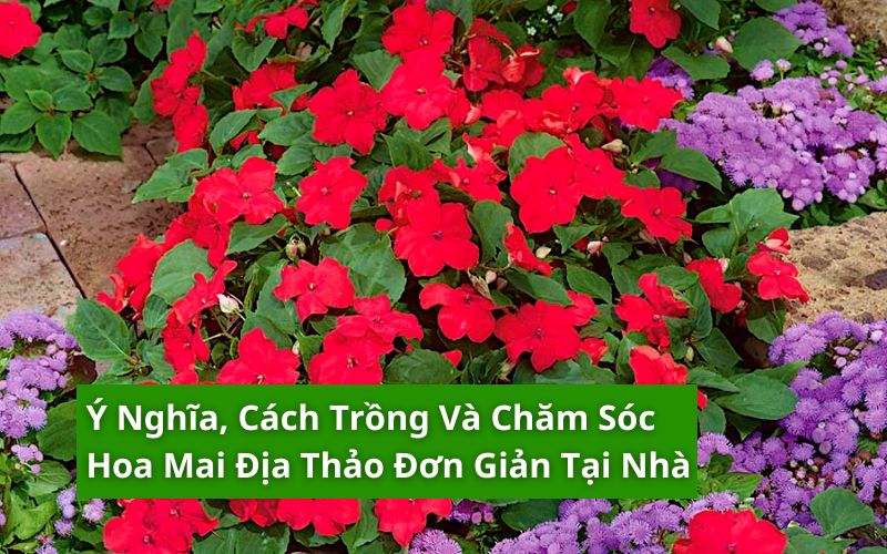 hoa mai địa thảo