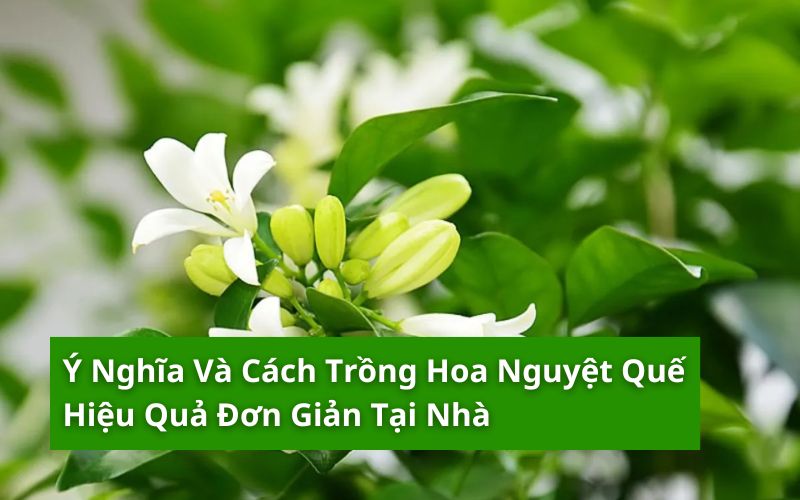 hoa nguyệt quế