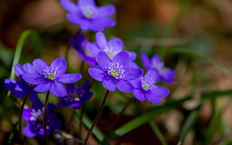 Ý nghĩa biểu tượng của hoa violet