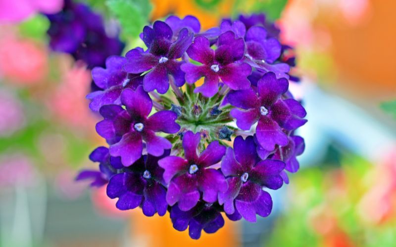 Hoa violet trong văn hóa và nghệ thuật