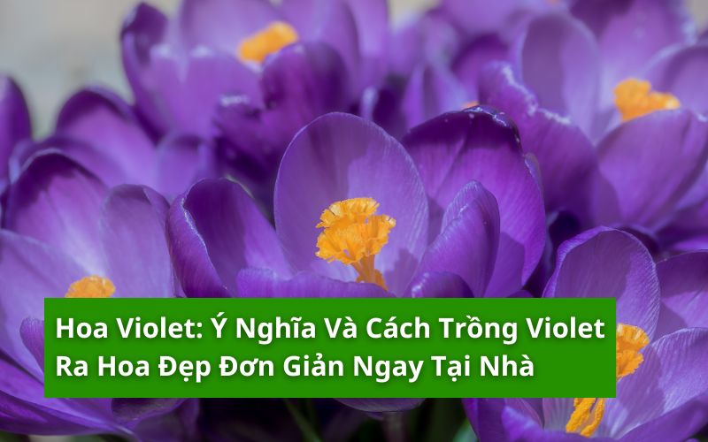 hoa violet