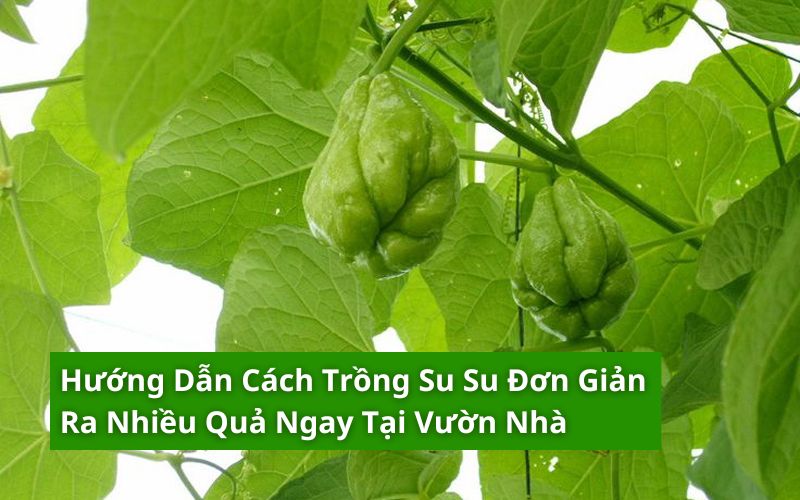 cách trồng su su