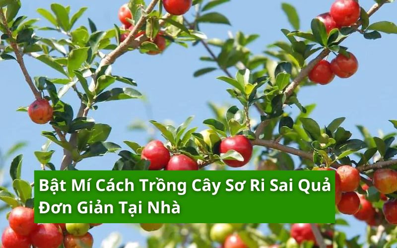 cách trồng cây sơ ri