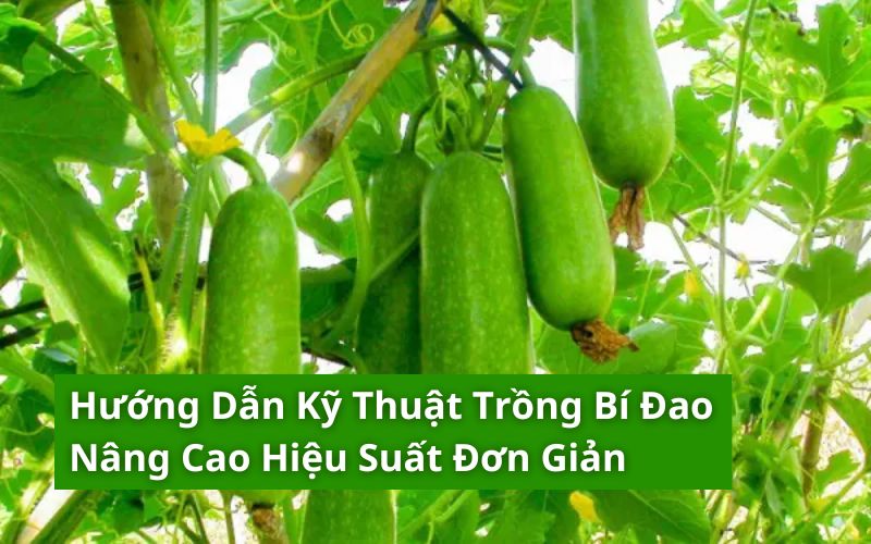 kỹ thuật trồng bí đao