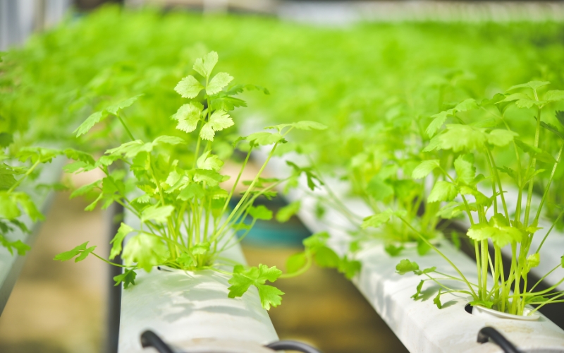 Các loại rau trồng thủy canh dễ chăm sóc