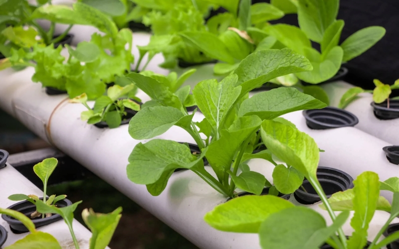 Phân loại mô hình trồng rau thủy canh