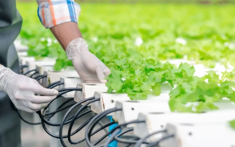 Cách chăm sóc rau thủy canh phát triển tốt