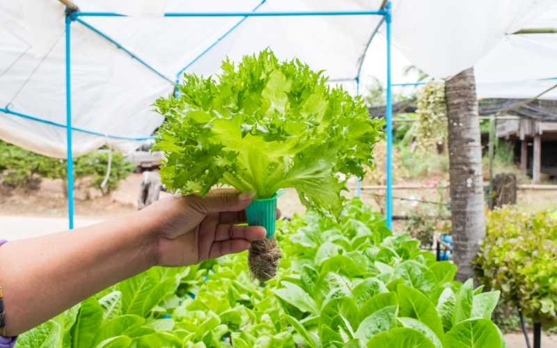 Cách thu hoạch và bảo quản rau thủy canh