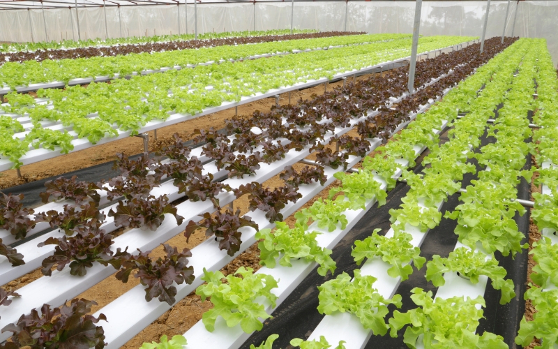 Cách trồng rau thủy canh quy mô nông nghiệp lớn