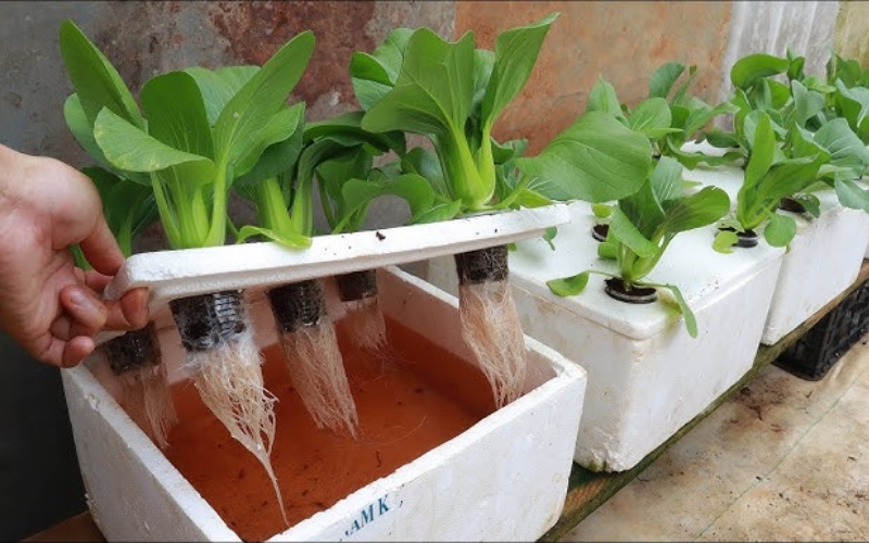 Cách trồng rau thủy canh tại nhà quy mô nhỏ