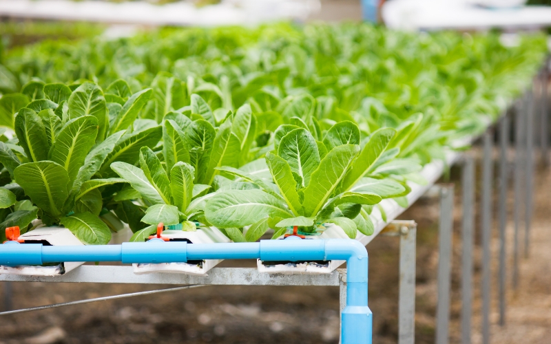 Lưu ý quan trọng khi trồng rau thủy canh