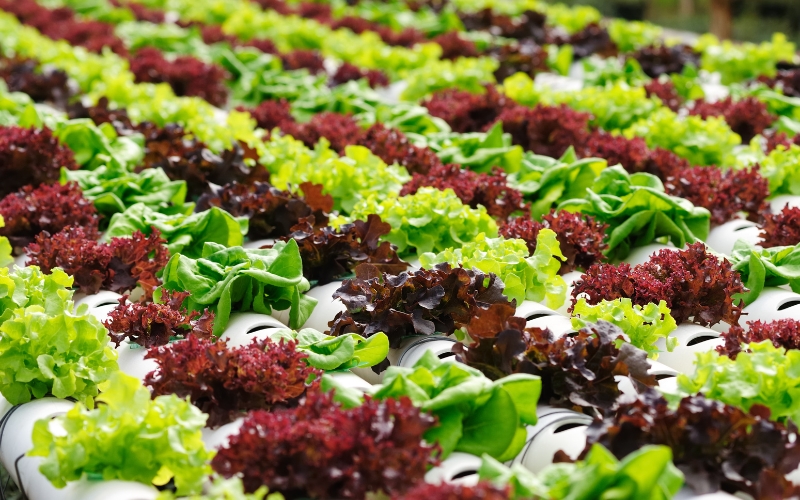 Rau thủy canh có an toàn cho sức khỏe không