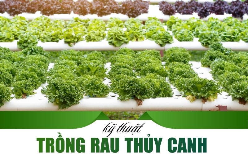 trồng rau thủy canh
