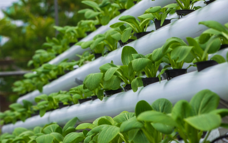 Ưu nhược điểm của phương pháp thủy canh