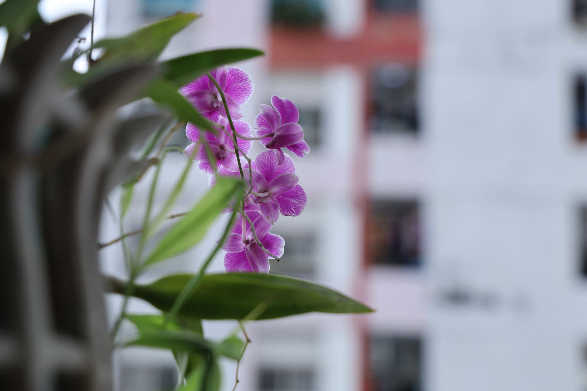 Chăm Sóc Hoa Lan Hồ Điệp Sau Tết Để Cây Hồi Sức Nhanh Chăm Sóc Hoa Lan Hồ Điệp Sau Tết Để Cây Hồi Sức Nhanh